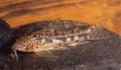 Aspidoras sp. C119